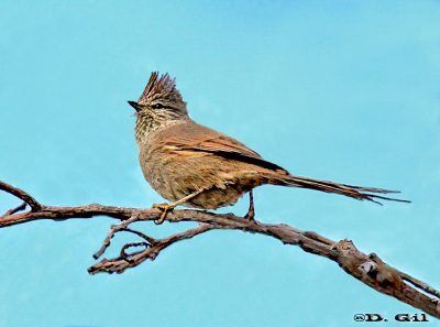 COLUDITO COPETÓN (Leptasthenura platensis) - Faro de Punta Carretas-MONTEVIDEO (Junio 2010)